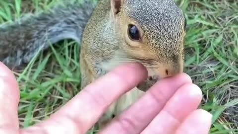 Cute little squirrel having walnuts