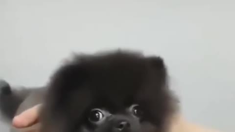 Cute dog video