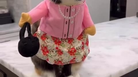 Funny Dress up Cat