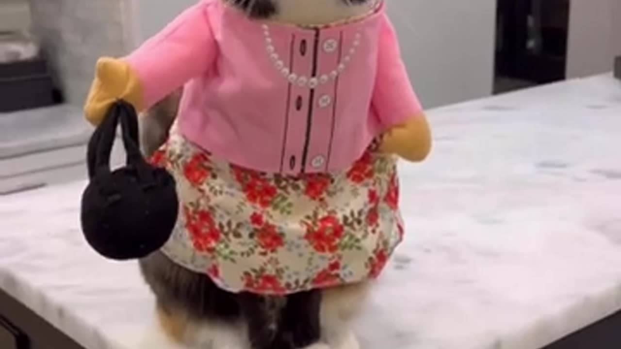 Funny Dress up Cat