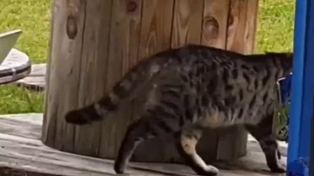 Funny cat and dog