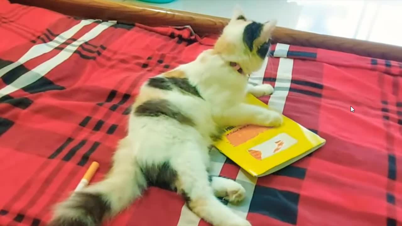 Kitty Absolutely Loves Playing With Her Hilarious New Toy .