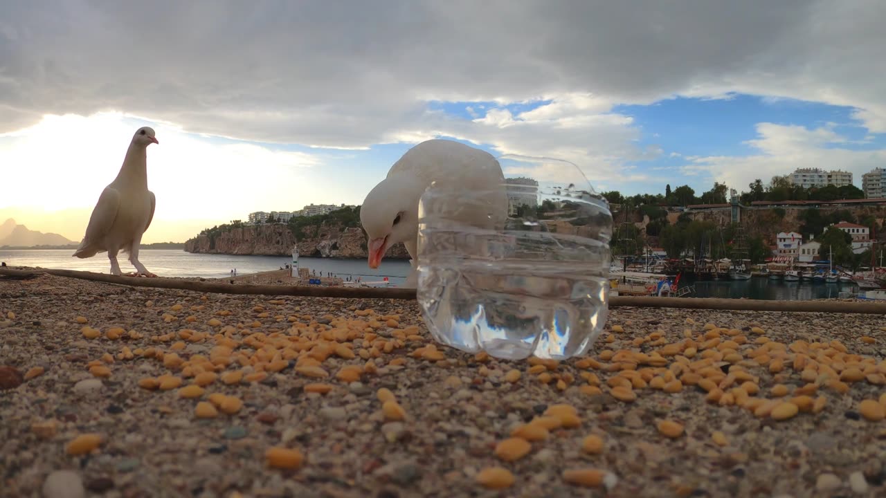 Birds with Food and Water