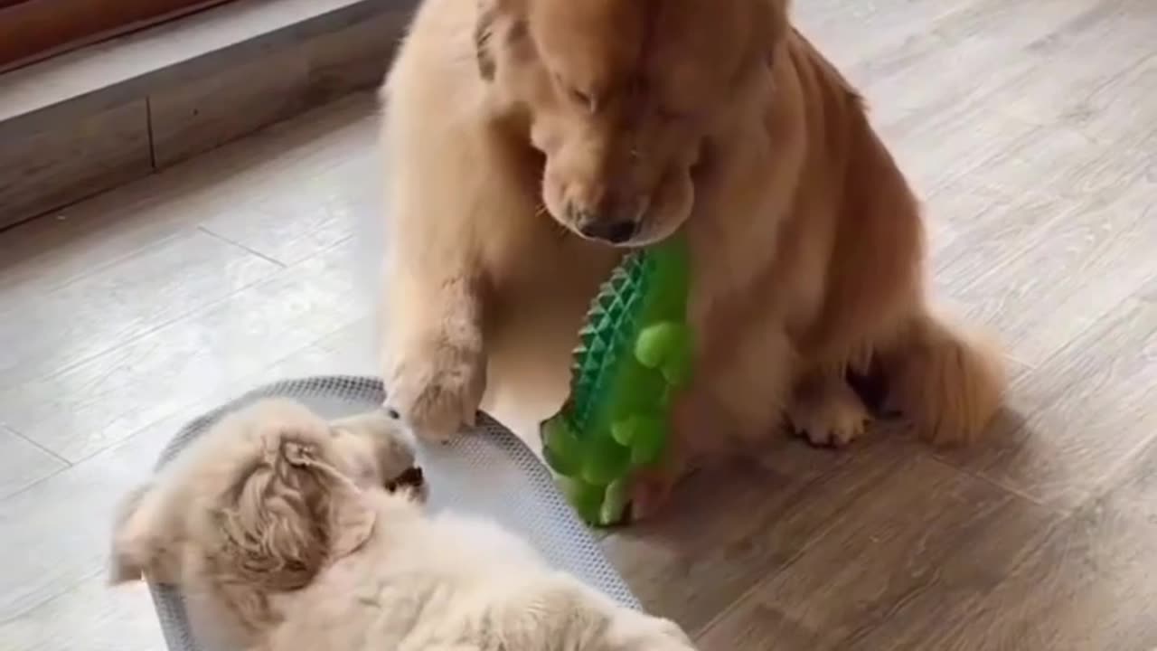 Funny animals