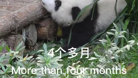 The growth of pandas