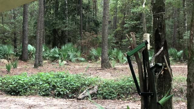 Rain in the woods at camp