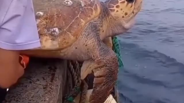 Rescue large sea turtle removing barnacles from poor sea turtle.