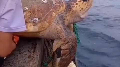 Rescue large sea turtle removing barnacles from poor sea turtle.