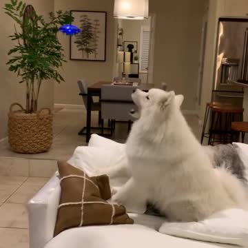 Dog reacts to mysterious UFO in the house