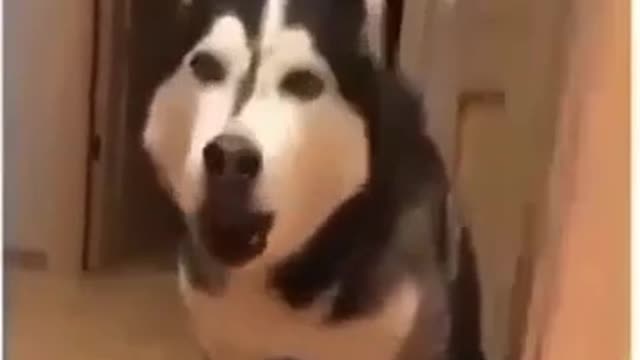 Russian Dog's Acting