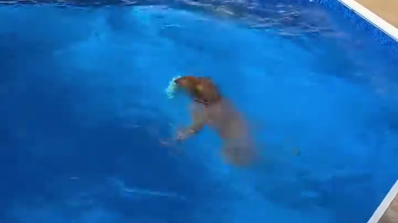 Diving boxer