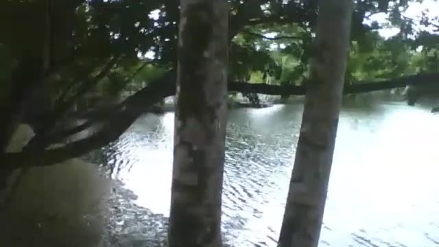 Filmando o parque de um lado ao outro, linda paisagem natural [Nature & Animals]