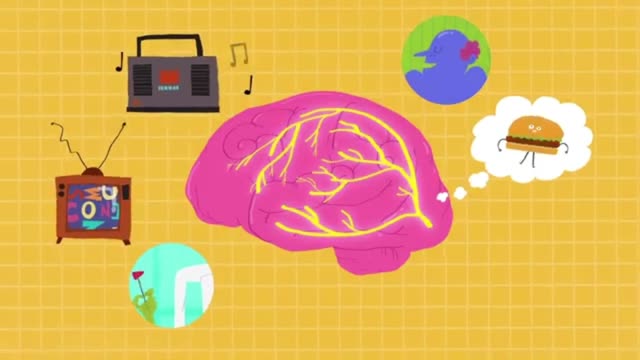 The rate of these thoughts varies according to myelination and axon diameter