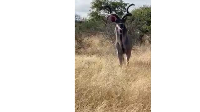 Majestic Kudu