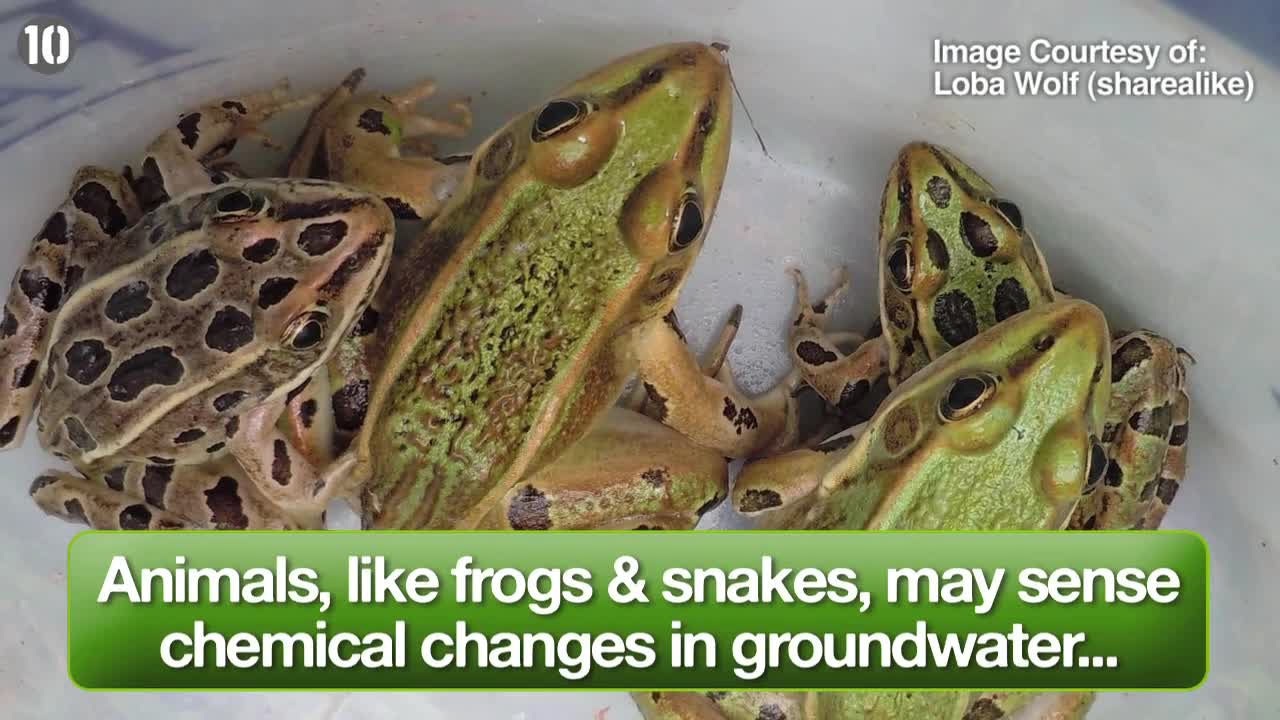 10 Crazy Facts About The Animal Kingdom