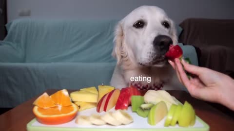 Cute Dog and Fruits