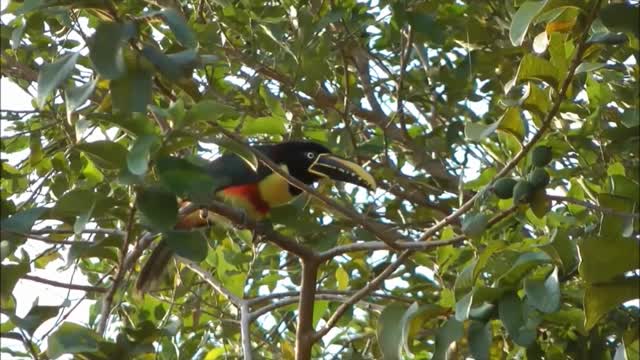 Pantanal Matogrossense: A Wild Paradise