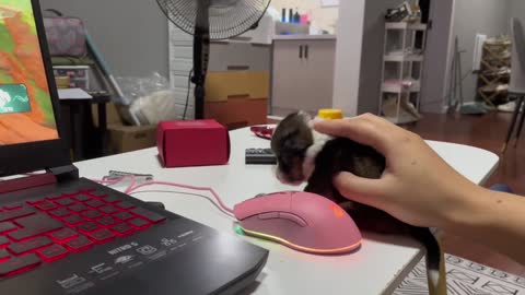 Come and see my new mouse