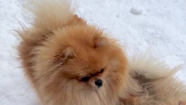 playful-dogs-in-yard-in-winter
