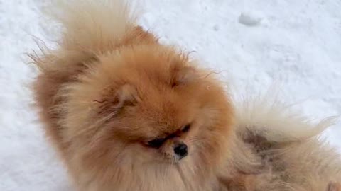 playful-dogs-in-yard-in-winter