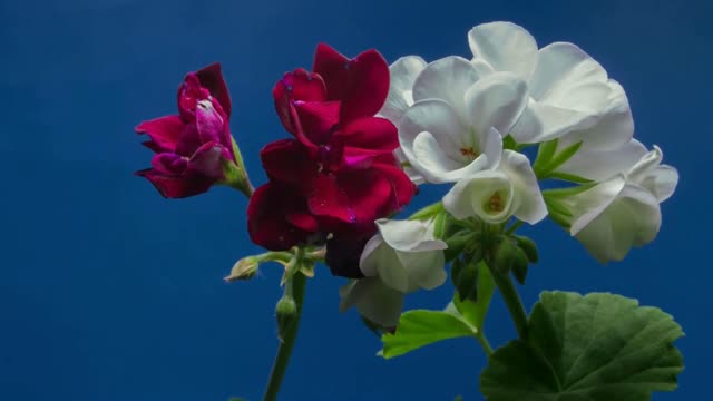 Flowers Blooming