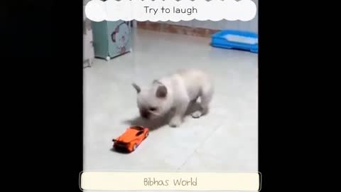 A cute cat play with car