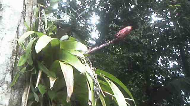 Strange red pinecone you WONT SEE in the US hiking up Mt. Pillama San Antonio Ecuador