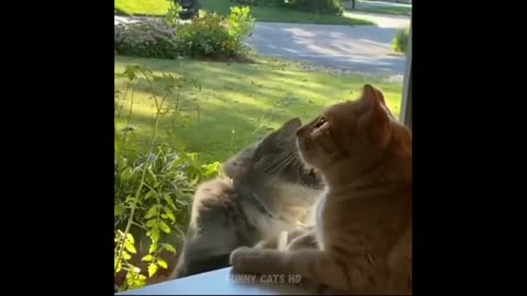 Funniest Cats 😹- Best Of The 2022 Funny Cat Videos 😂- Funny Cats HD