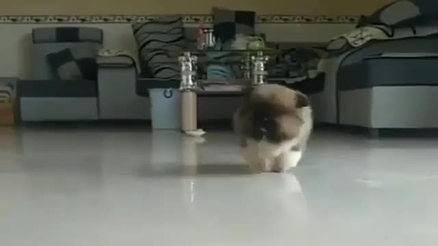 Cute puppy dance🐕😍