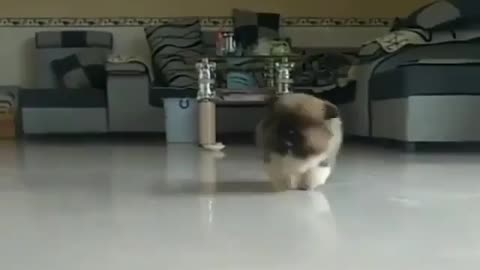 Cute puppy dance🐕😍