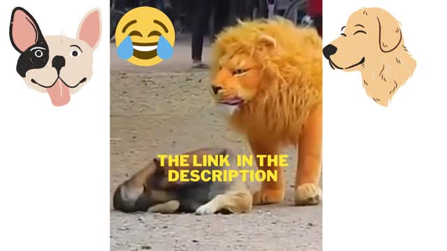 The best funny clips of dogs 😂😂😂