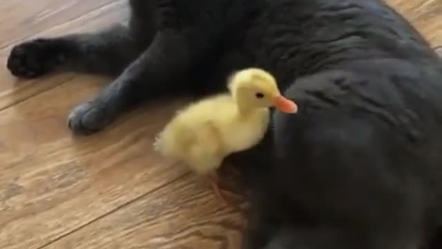 Poor baby duck