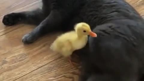 Poor baby duck