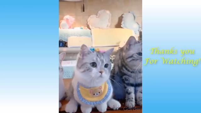 Cute pets and funny animals compilation#pets garden# cats