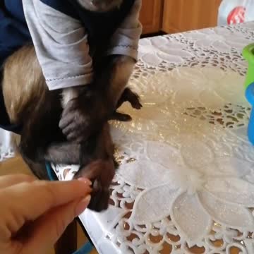 Capucin requests mango