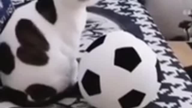 The Ultimate Viral Cat Videos - Part 07