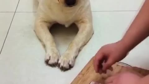 Dog is very intelligent 🤣🤣🤣