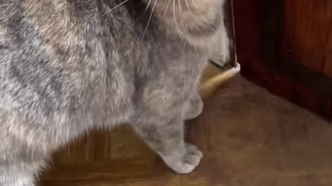 Meow to make cats come to you