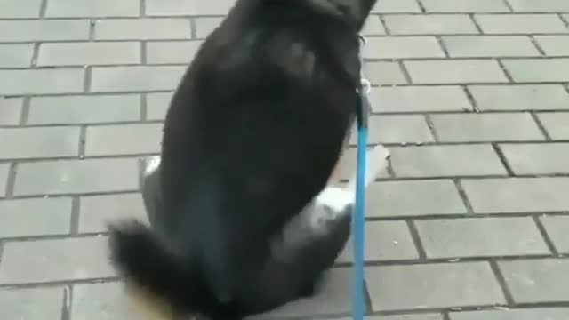 Anyone who has ever owned a dog knows what this is.