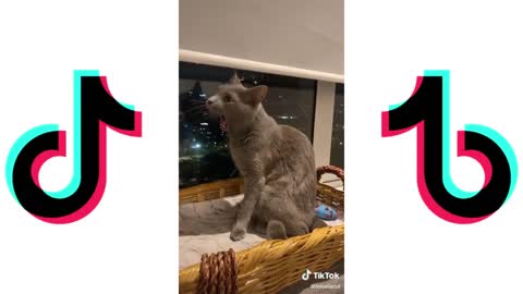 Cats angry - TIKTOK #1