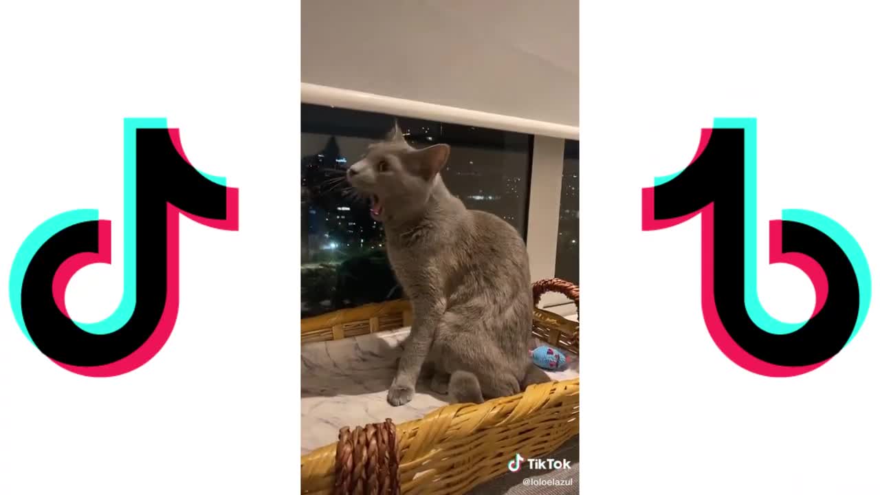 Cats angry - TIKTOK #1