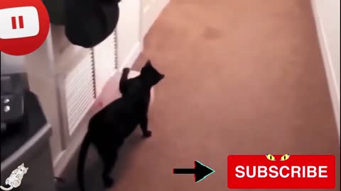 naughty cat