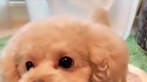 Cute doggy 🥰🥰