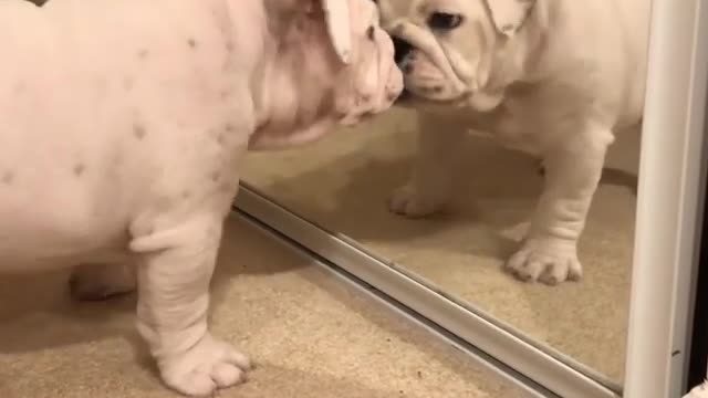 Check Out This Bulldog Puppy Thoroughly Confused By Mirror Reflection