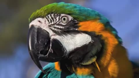 Earth's Animals - Parrots