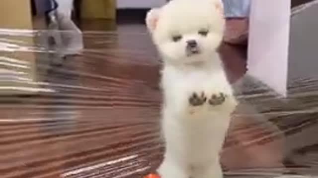 Lovely and funny Lovely dog videos