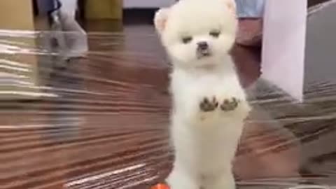 Lovely and funny Lovely dog videos