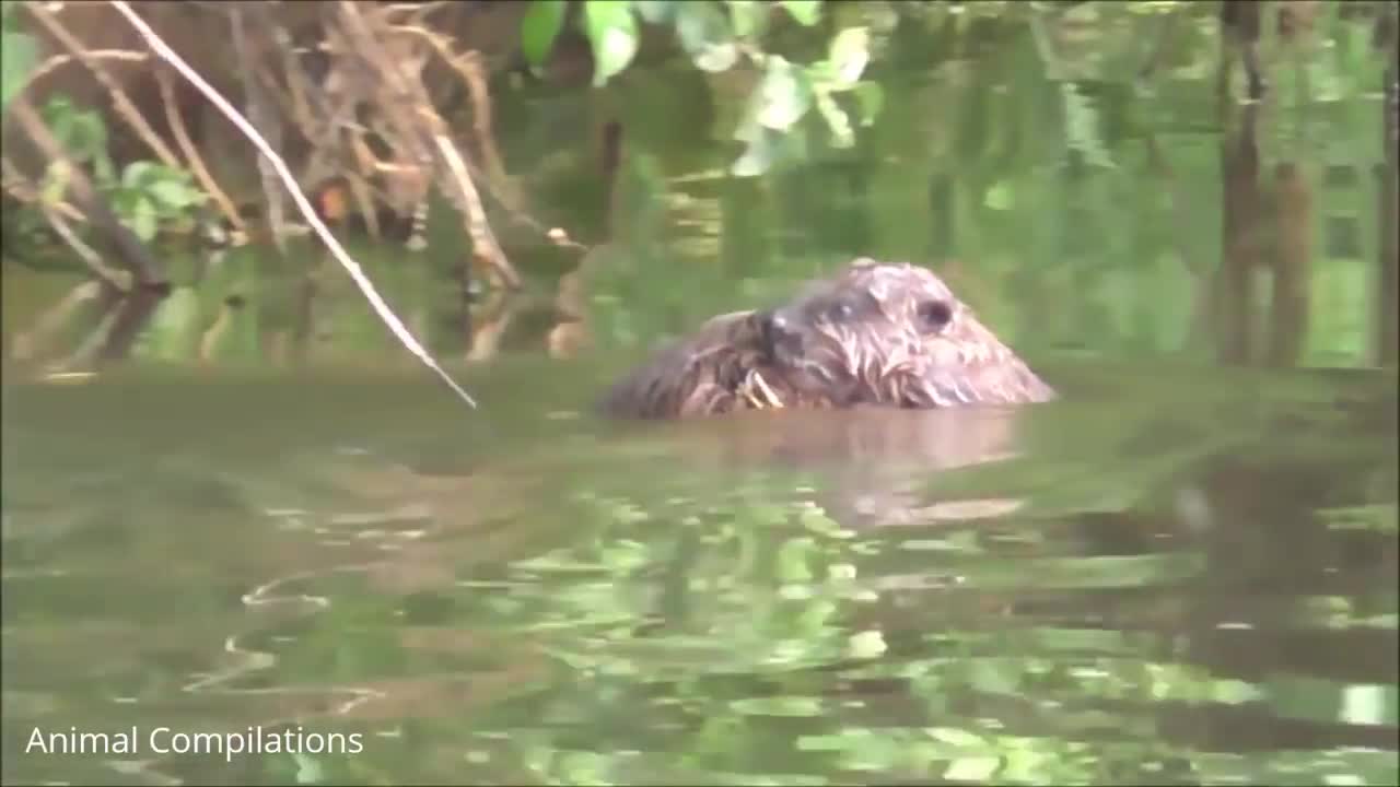 Beaver baby