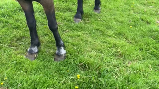Friendly ponies today