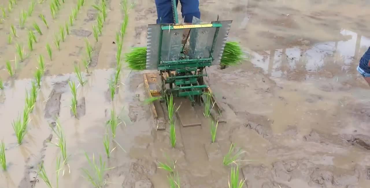 Two rows manual rice transplanter